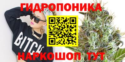 индика Кингисепп